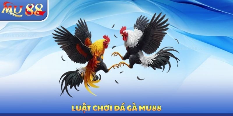 Luật chơi đá gà MU88