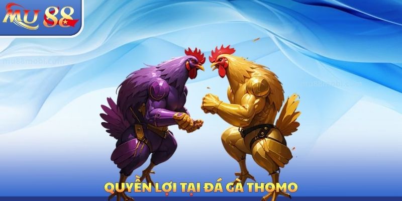 Quyền lợi tại đá gà Thomo