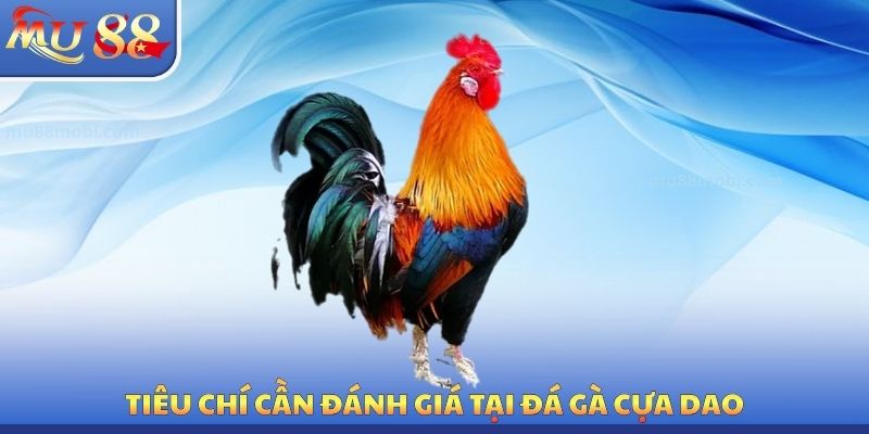 Tiêu chí cần đánh giá tại đá gà cựa dao